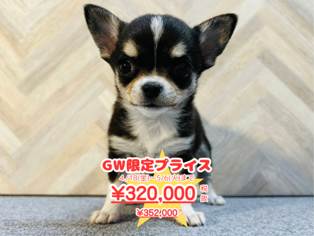 岡山県のチワワ(ロング) (アミーゴ水島店/2024年11月20日生まれ/女の子/ブラックタンホワイト)の子犬