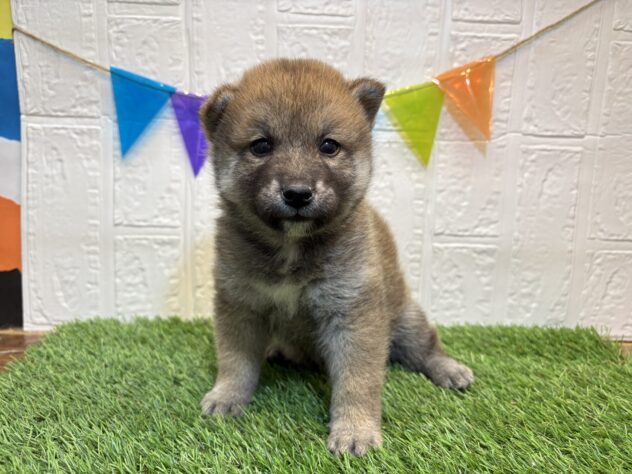 福島県の柴犬(標準サイズ) (アミーゴ郡山南店/2024年11月18日生まれ/男の子/赤)の子犬