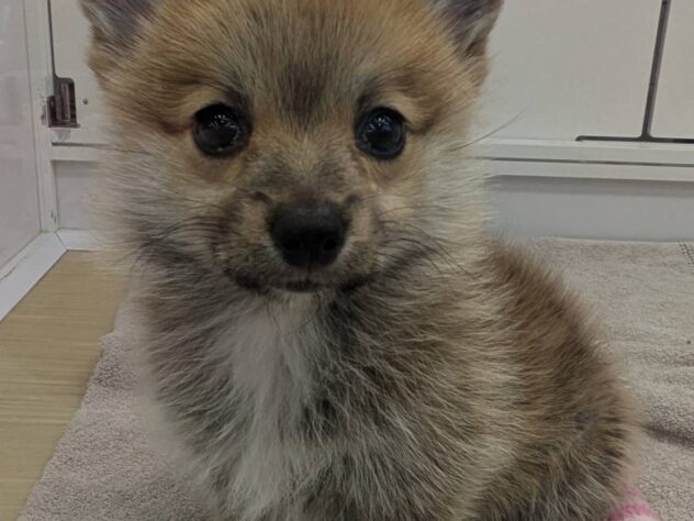 福島県のハーフ犬・ミックス犬 (アミーゴ福島南店/2024年11月4日生まれ/男の子/レッドホワイト)の子犬