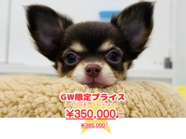 岡山県のチワワ(ロング) (アミーゴ水島店/2024年12月18日生まれ/女の子/チョコレートタンホワイト)の子犬