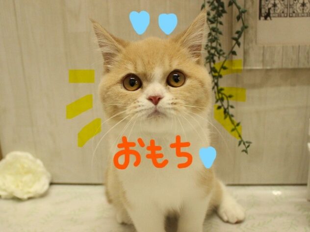 兵庫県のスコティッシュフォールド (アミーゴ加古川店/2024年12月18日生まれ/女の子/クリームタビーホワイト)の子猫
