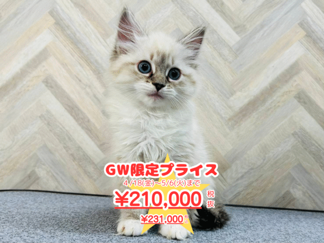 岡山県のラグドール (アミーゴ水島店/2024年12月3日生まれ/女の子/ブルーリンクスポイントミテッド)の子猫