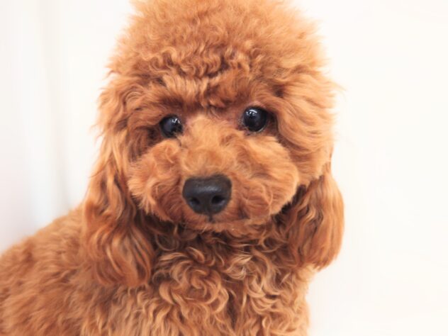 岡山県のトイプードル(トイ) (アミーゴ中庄店/2024年7月20日生まれ/女の子/レッド)の子犬