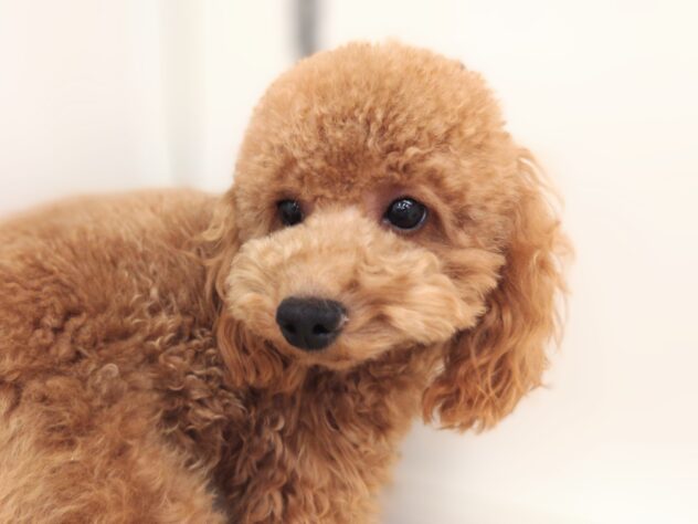 岡山県のトイプードル(トイ) (アミーゴ中庄店/2024年6月5日生まれ/男の子/レッドフォーン)の子犬