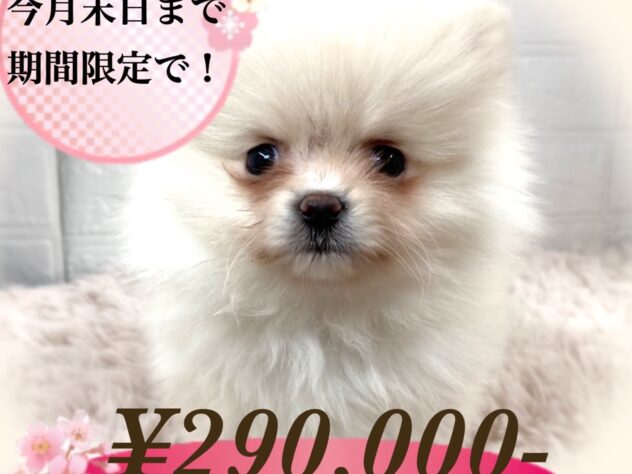 岡山県のポメラニアン (アミーゴ津山店/2024年12月4日生まれ/女の子/ホワイト)の子犬
