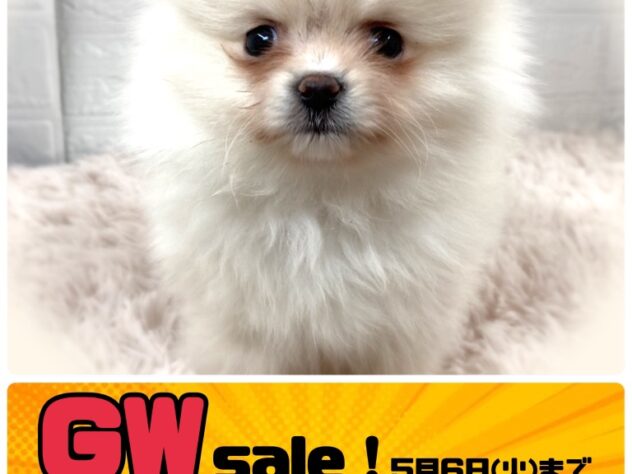 岡山県のポメラニアン (アミーゴ津山店/2024年12月4日生まれ/女の子/ホワイト)の子犬