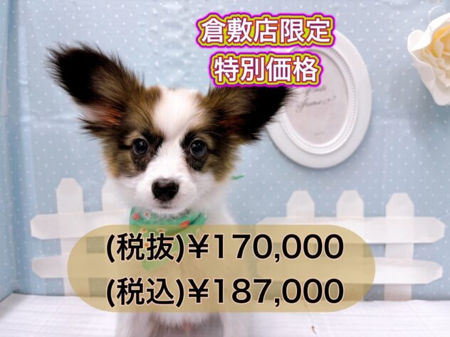 岡山県のパピヨン (アミーゴ倉敷店/2024年10月29日生まれ/男の子/ホワイトセーブル)の子犬