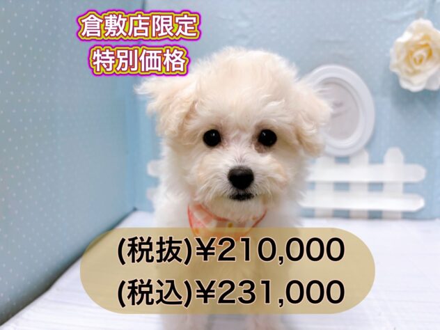 岡山県のハーフ犬・ミックス犬 (アミーゴ倉敷店/2024年12月8日生まれ/女の子/ホワイト)の子犬