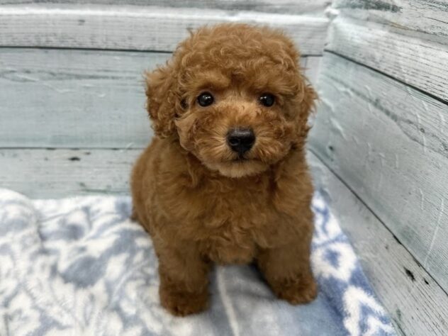 徳島県のトイプードル(トイ) (アミーゴ北島店/2024年12月7日生まれ/男の子/レッド)の子犬