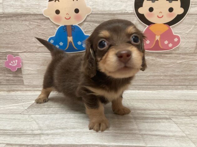 岩手県のカニンヘンダックスフンド(ロング) (アミーゴ一関店/2024年12月3日生まれ/男の子/チョコレートイエロー)の子犬