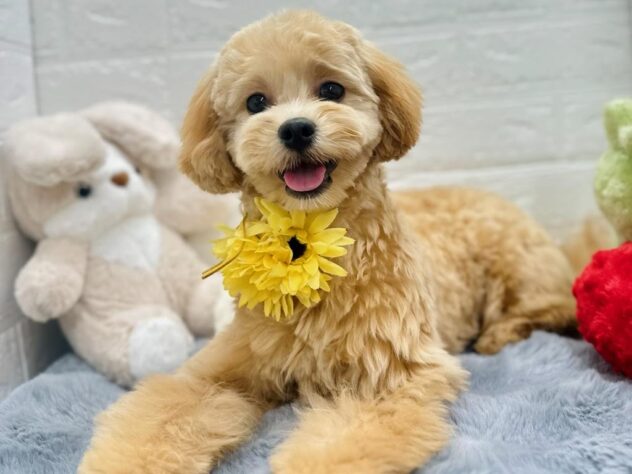 岡山県のハーフ犬・ミックス犬 (アミーゴ岡南店/2024年8月29日生まれ/女の子/04 クリーム系)の子犬