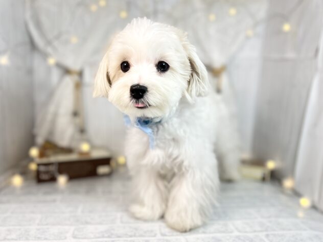 香川県のマルチーズ (アミーゴ屋島店/2024年8月29日生まれ/男の子/ホワイト)の子犬