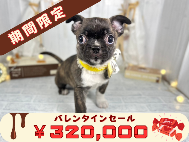 香川県のハーフ犬・ミックス犬 (アミーゴ屋島店/2024年11月12日生まれ/女の子/ブリンドルホワイト)の子犬