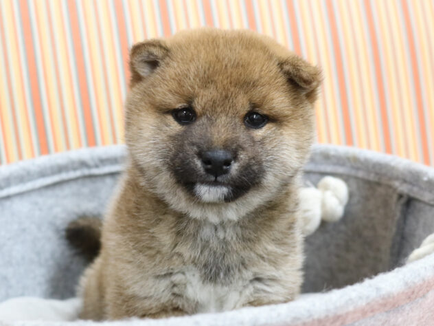 広島県の豆柴 (アミーゴ西条店/2024年12月10日生まれ/男の子/赤)の子犬