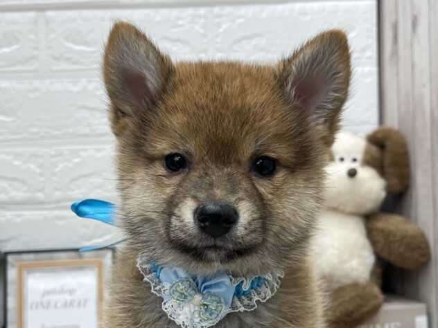 岡山県のハーフ犬・ミックス犬 (アミーゴ高屋店/2024年12月22日生まれ/男の子/赤)の子犬