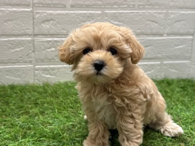 新潟県のハーフ犬・ミックス犬 (アミーゴ新潟小新店/2024年12月2日生まれ/女の子/アプリコット)の子犬