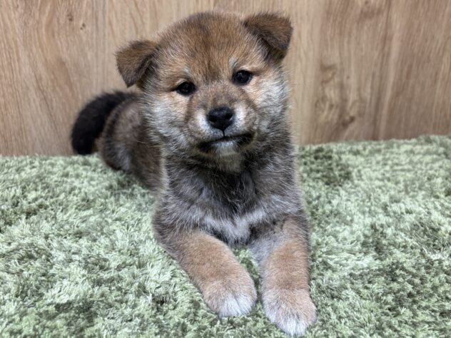 広島県の柴犬(標準サイズ) (アミーゴ広島商工センター店/2024年12月16日生まれ/女の子/赤)の子犬