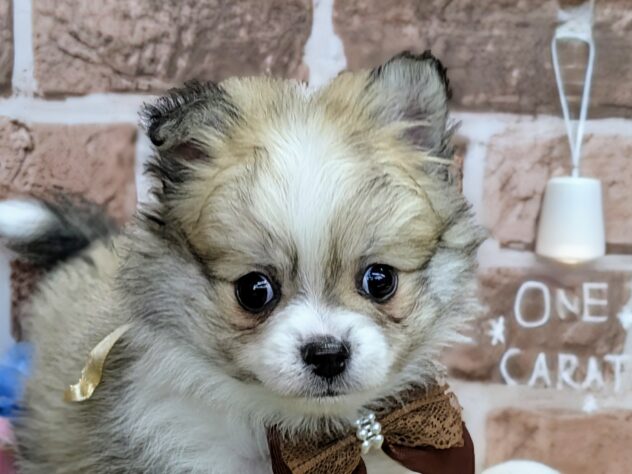 香川県のハーフ犬・ミックス犬 (アミーゴ高松店/2024年12月12日生まれ/男の子/パーティーカラー)の子犬