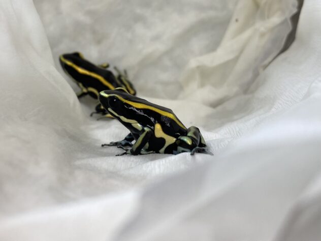 トランカタスヤドクガエル | ペットワールド アミーゴ