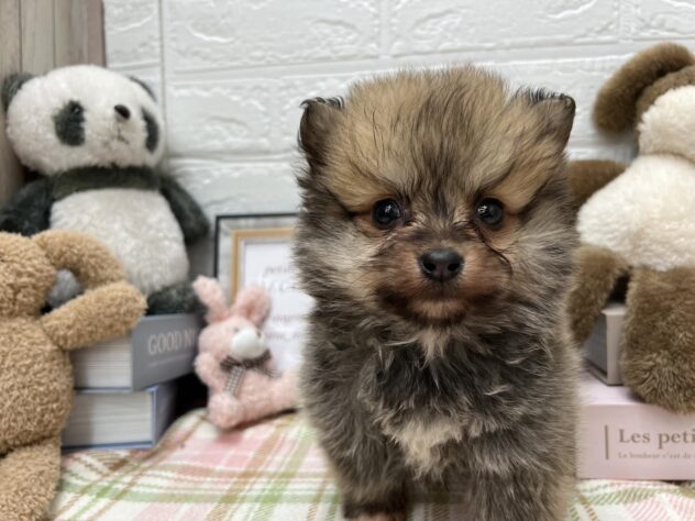 岡山県のハーフ犬・ミックス犬 (アミーゴ高屋店/2024年12月16日生まれ/男の子/フォーン)の子犬