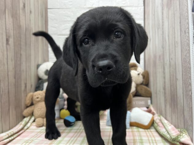 岡山県のラブラドールレトリーバー (アミーゴ高屋店/2024年11月28日生まれ/男の子/ブラック)の子犬