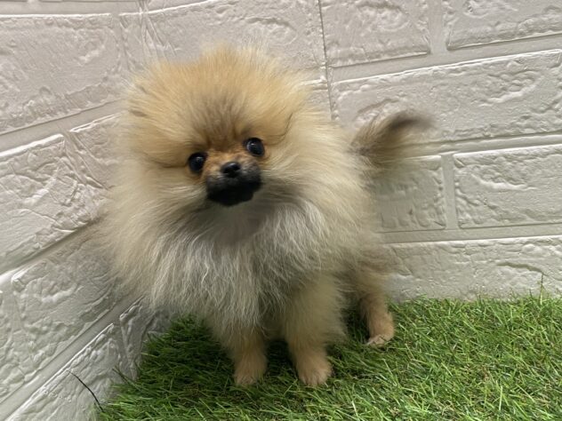 新潟県のポメラニアン (アミーゴ新潟小新店/2024年12月3日生まれ/女の子/オレンジ)の子犬