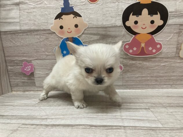 岩手県のハーフ犬・ミックス犬 (アミーゴ一関店/2024年12月25日生まれ/男の子/ホワイト)の子犬