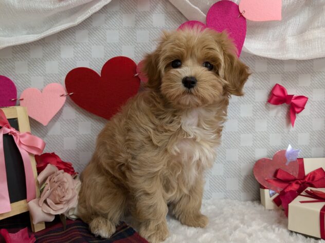 宮城県のハーフ犬・ミックス犬 (アミーゴ古川駅前店/2024年12月5日生まれ/男の子/アプリコット)の子犬