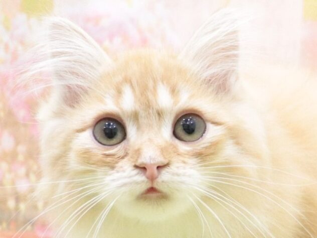 大阪府のサイベリアン (アミーゴ鳳店/2024年12月2日生まれ/男の子/レッドタビー)の子猫
