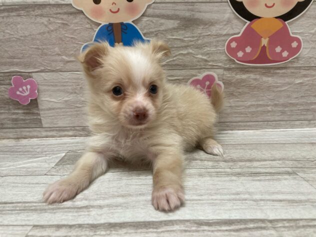 秋田県のハーフ犬・ミックス犬 (アミーゴ横手店/2024年12月5日生まれ/男の子/クリーム)の子犬