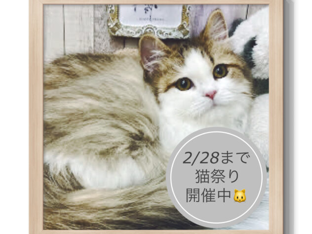 岡山県のラガマフィン (アミーゴ高屋店/2024年8月18日生まれ/男の子/ブラウンタビーホワイト)の子猫