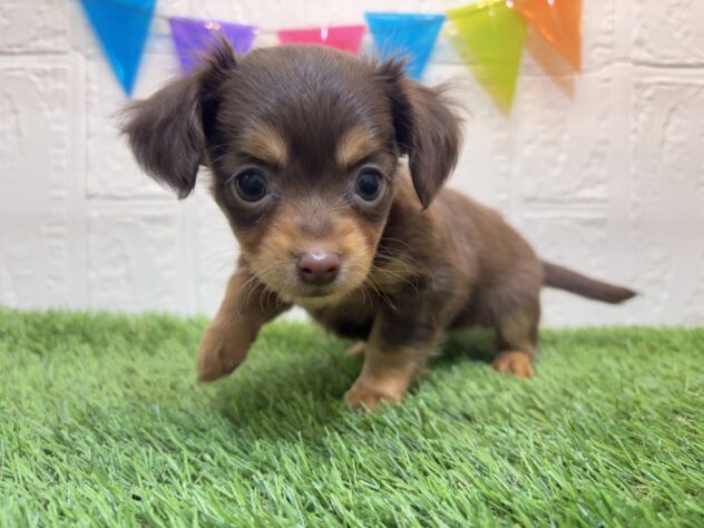 福島県のハーフ犬・ミックス犬 (アミーゴ郡山南店/2024年12月7日生まれ/女の子/チョコレートタン)の子犬