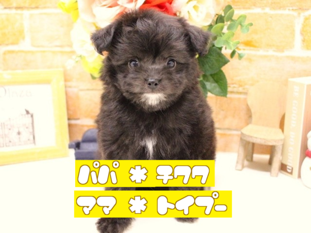 兵庫県のハーフ犬・ミックス犬 (アミーゴ三田店/2024年12月3日生まれ/男の子/ブラックホワイト)の子犬