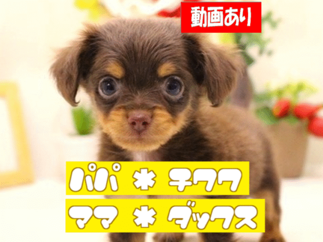 兵庫県のハーフ犬・ミックス犬 (アミーゴ三田店/2025年1月20日生まれ/男の子/チョコレートタン)の子犬
