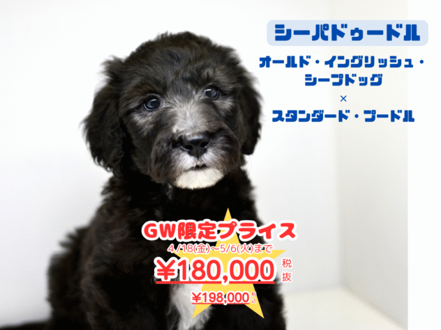 岡山県のハーフ犬・ミックス犬 (アミーゴ水島店/2025年1月27日生まれ/女の子/グレー)の子犬
