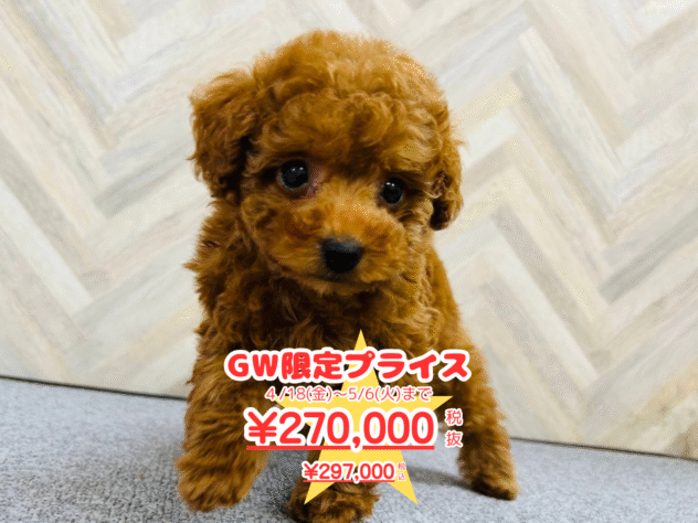 岡山県のトイプードル(トイ) (アミーゴ水島店/2025年1月22日生まれ/女の子/レッドフォーン)の子犬