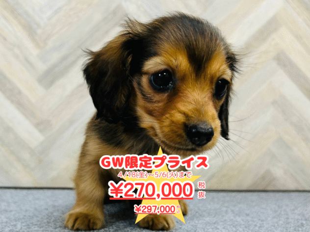 岡山県のミニチュアダックスフンド(ロング) (アミーゴ水島店/2025年1月17日生まれ/女の子/レッド)の子犬