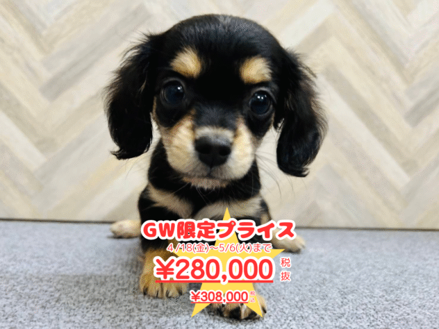 岡山県のハーフ犬・ミックス犬 (アミーゴ水島店/2025年1月22日生まれ/女の子/ブラックタン)の子犬