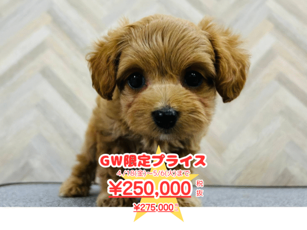 岡山県のハーフ犬・ミックス犬 (アミーゴ水島店/2025年1月16日生まれ/女の子/アプリコット)の子犬