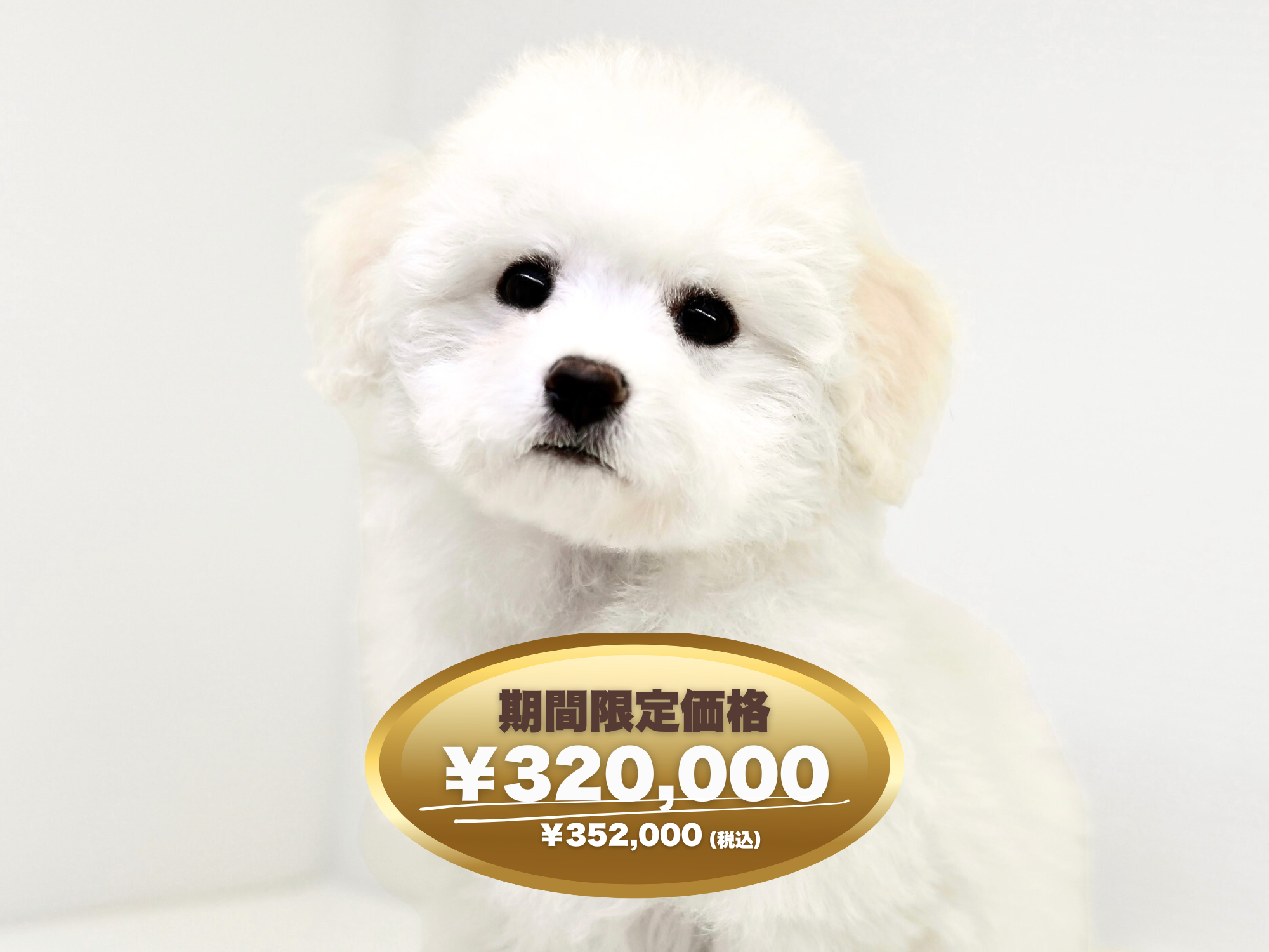 岡山県のビションフリーゼ (アミーゴ大安寺店/2025年1月10日生まれ/女の子/ホワイト)の子犬