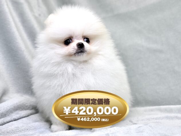 岡山県のポメラニアン (アミーゴ大安寺店/2024年11月25日生まれ/男の子/クリーム)の子犬