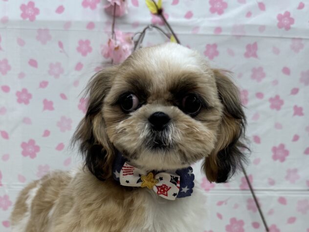 山形県のシーズー (アミーゴ酒田店/2024年12月6日生まれ/男の子/ホワイトゴールド)の子犬