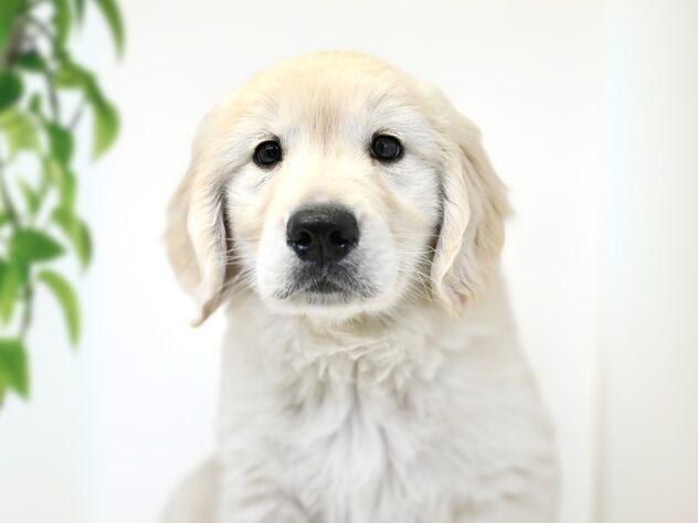 岡山県のゴールデンレトリバー (アミーゴ大安寺店/2025年1月8日生まれ/男の子/クリーム)の子犬