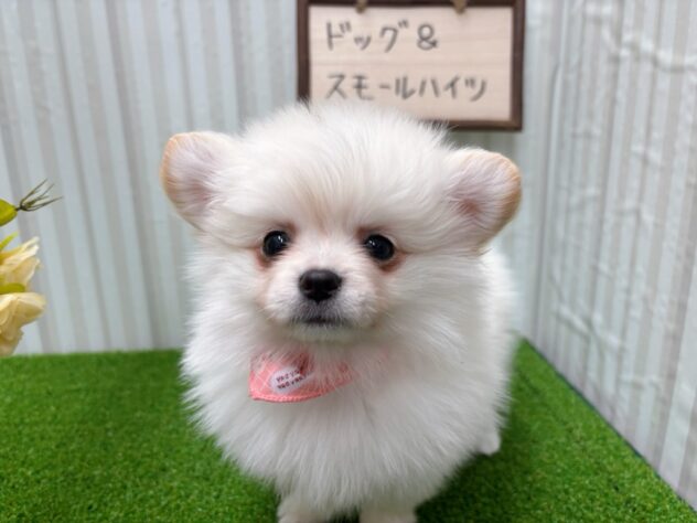 岡山県のハーフ犬・ミックス犬 (アミーゴ倉敷店/2025年1月4日生まれ/女の子/クリーム)の子犬