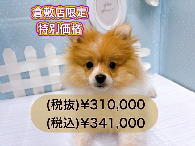 岡山県のポメラニアン (アミーゴ倉敷店/2024年11月16日生まれ/女の子/パーティーカラー)の子犬