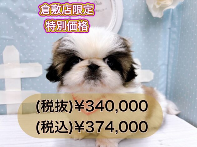 岡山県のペキニーズ (アミーゴ倉敷店/2024年12月1日生まれ/女の子/パーティーカラー)の子犬