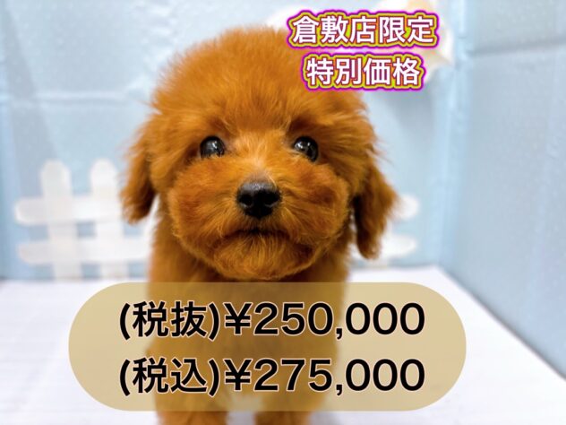 岡山県のトイプードル(トイ) (アミーゴ倉敷店/2024年11月19日生まれ/女の子/レッド)の子犬