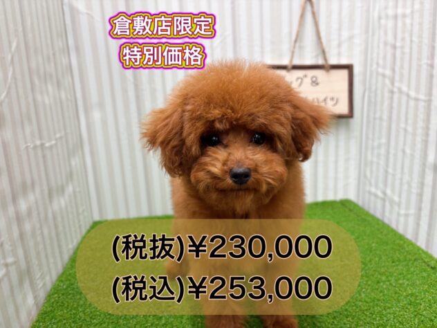 岡山県のトイプードル(トイ) (アミーゴ倉敷店/2024年11月19日生まれ/女の子/レッド)の子犬