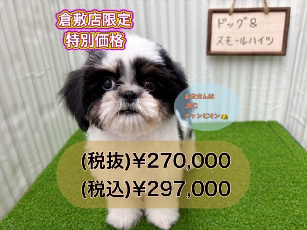 岡山県のシーズー (アミーゴ倉敷店/2025年1月1日生まれ/女の子/ホワイトブラックタン)の子犬