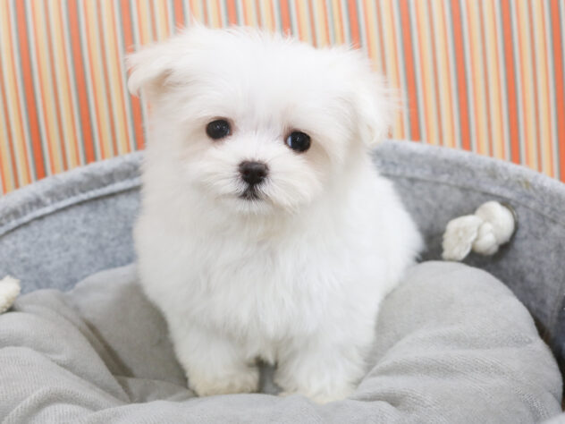 広島県のマルチーズ (アミーゴ西条店/2025年2月1日生まれ/女の子/ホワイト)の子犬